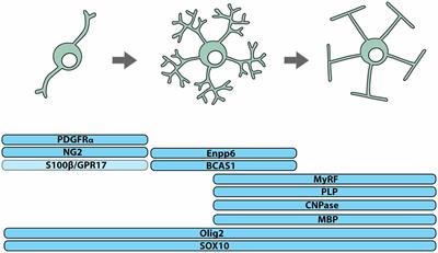 How Do Cells of the Oligodendrocyte Lineage Affect Neuronal Circuits to Influence Motor Function, Memory and Mood?